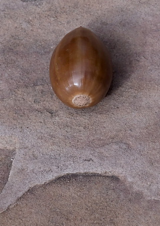 acorn study 2024 2