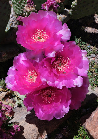 flowers and plants - prickly pear fuchsia color bouquet 2025