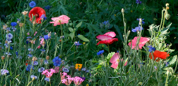 wildflower garden at PERA Santa Fe 2 2025