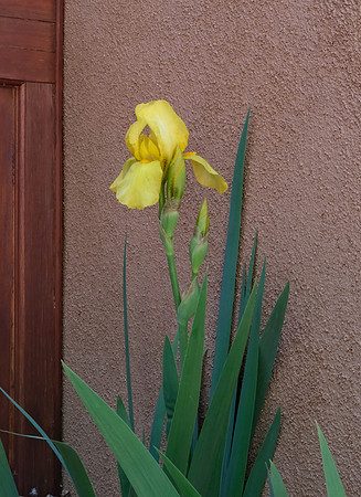 Flowers - Iris 1 2025
