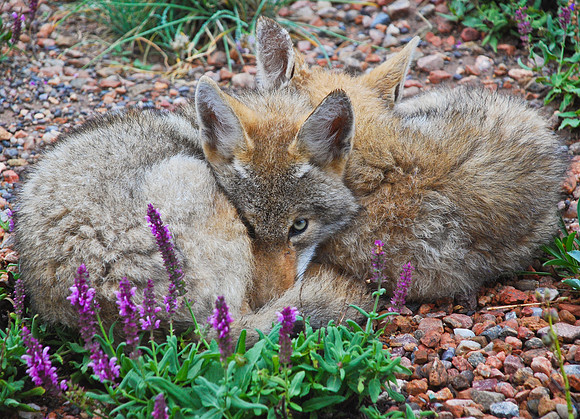 Coyotes - Yin and Yang