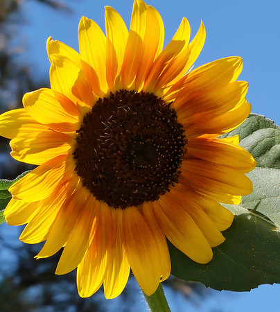 Flowers - sunflowers in Santa Fe 2 2025