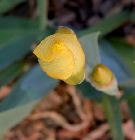 Flowers - Iris 6 2025