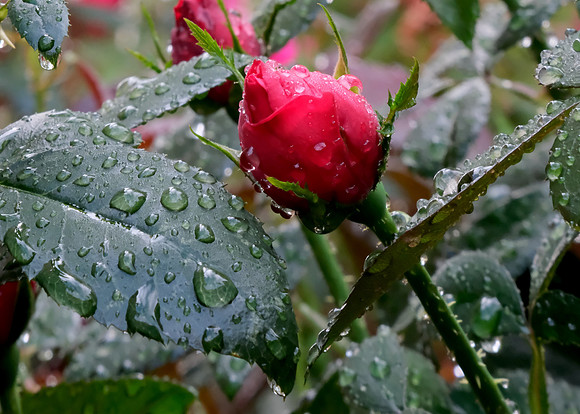 after the rain 5 2025