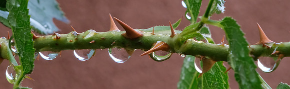 after the rain 1 2025
