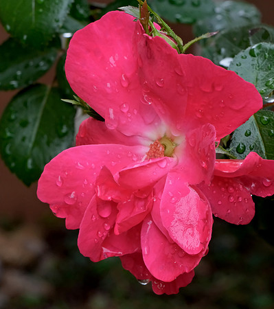 after the rain 3 2025