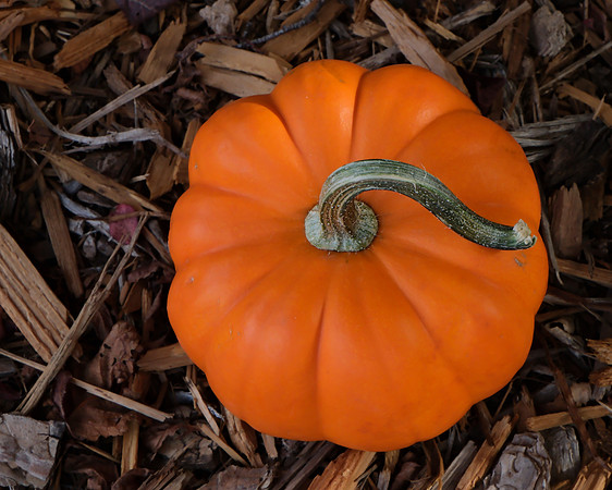 pumpkin with stem 3 2025