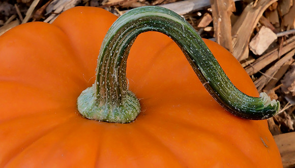 pumpkin with stem 6 2025