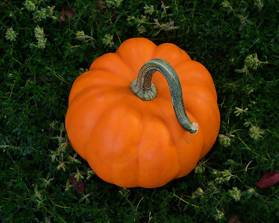 pumpkin with stem 1 2025