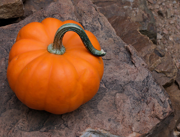 pumpkin with stem 4 2025
