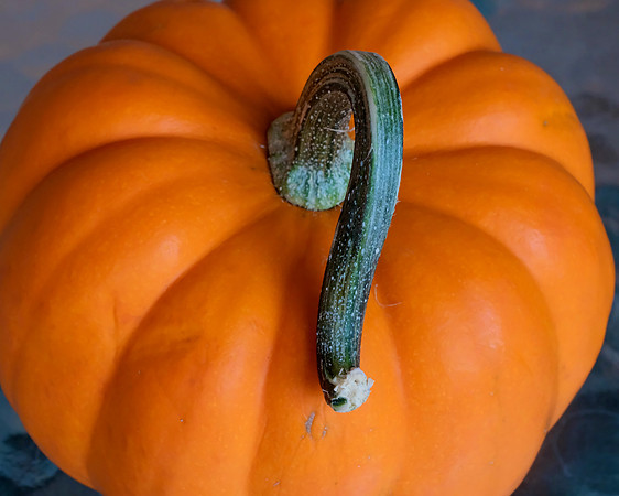 pumpkin with stem 5 2025