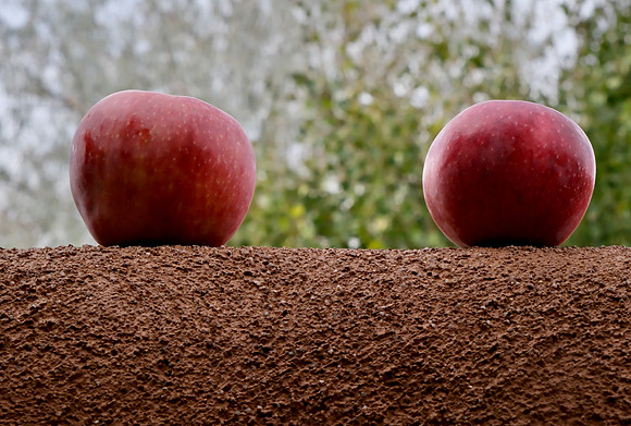 Apples 3 autumn 2025