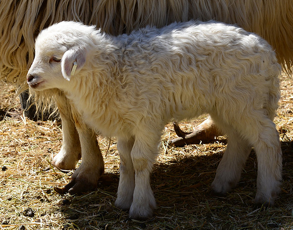 sheep misc. - lamb # 1213