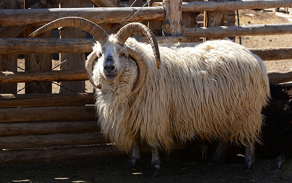 sheep misc. - Marcos in all his glory
