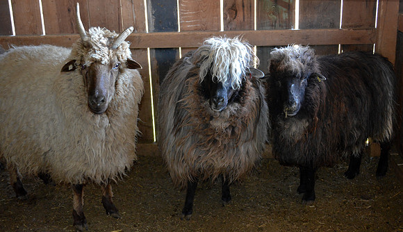 sheep misc. - The Professionals