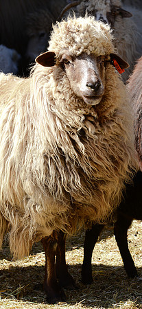 sheep misc. 3
