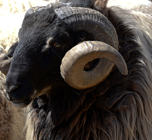 sheep misc. 5