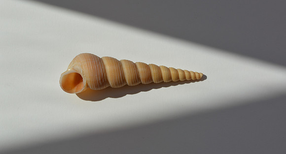 shell 2