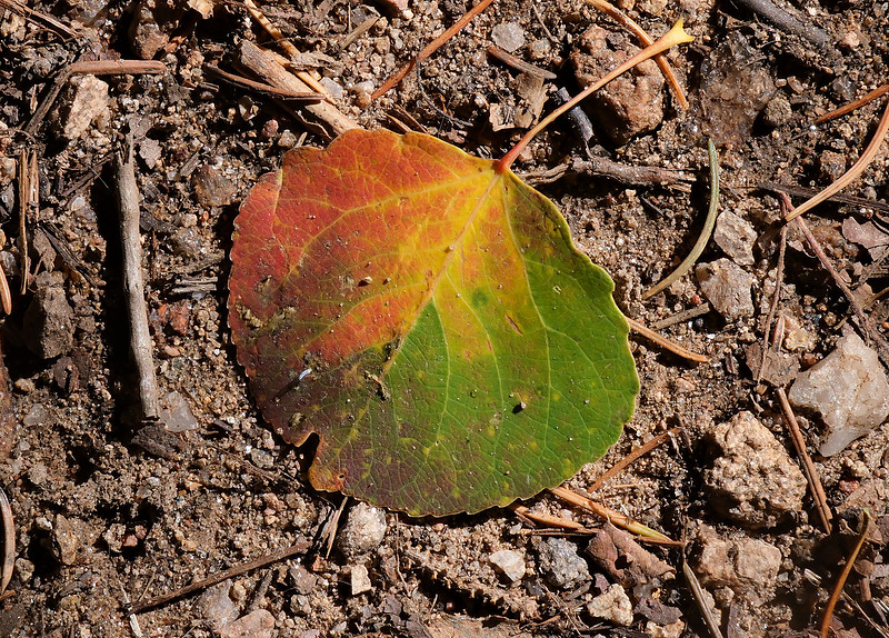 Autumn along Winsor Trail Santa Fe Ski Basin 1 2025