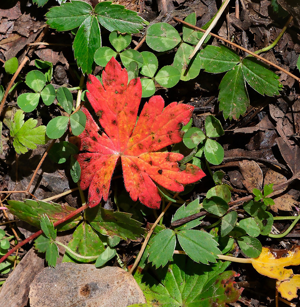 Autumn along Winsor Trail Santa Fe Ski Basin 3 2025