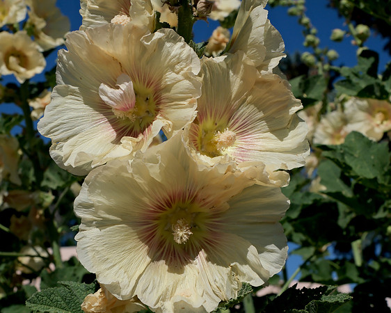 Hollyhocks 3 2025