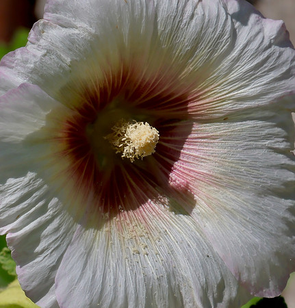 Hollyhocks - in praise of pollen 1