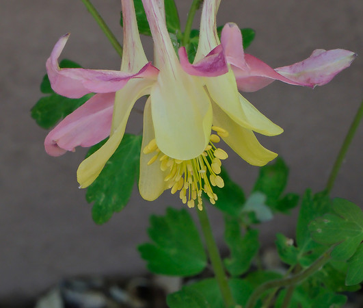 Columbine - McKana Giant 4 2025