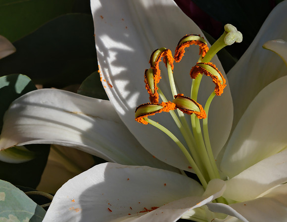 Flowers - lily 4  12/25