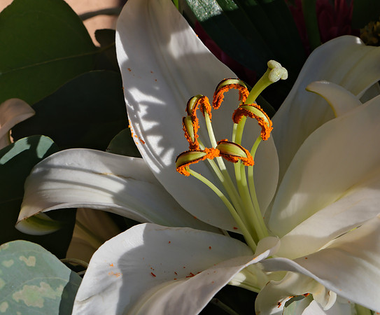 Flowers - lily 5  12/25