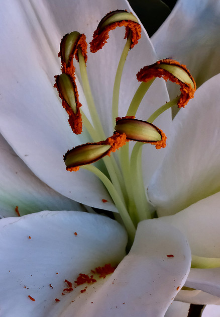Flowers - lily 2  12/25