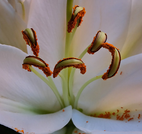 Flowers - lily 1  12/25