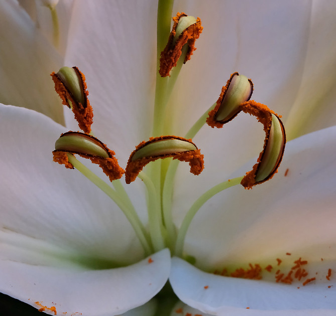 Flowers - lily 1  12/25