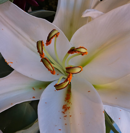 Flowers - lily 3  12/25