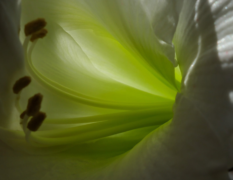 Flowers - Amaryllis (white) 5  2025