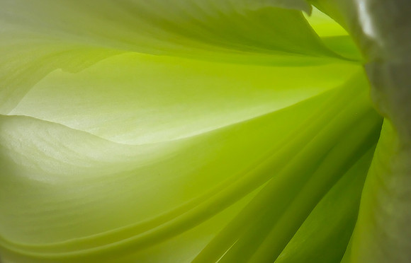 Flowers - Amaryllis (white) 6  2025