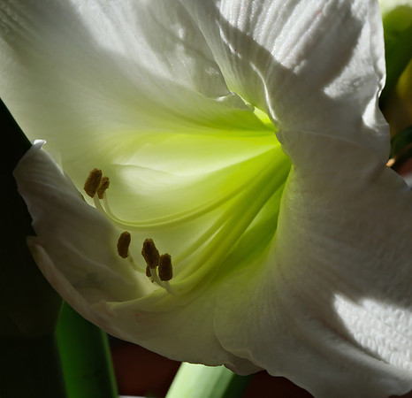 Flowers - Amaryllis (white) 22025