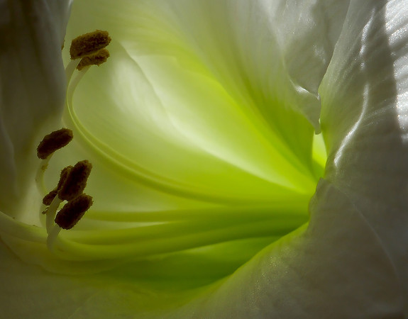 Flowers - Amaryllis (white) 4 2025