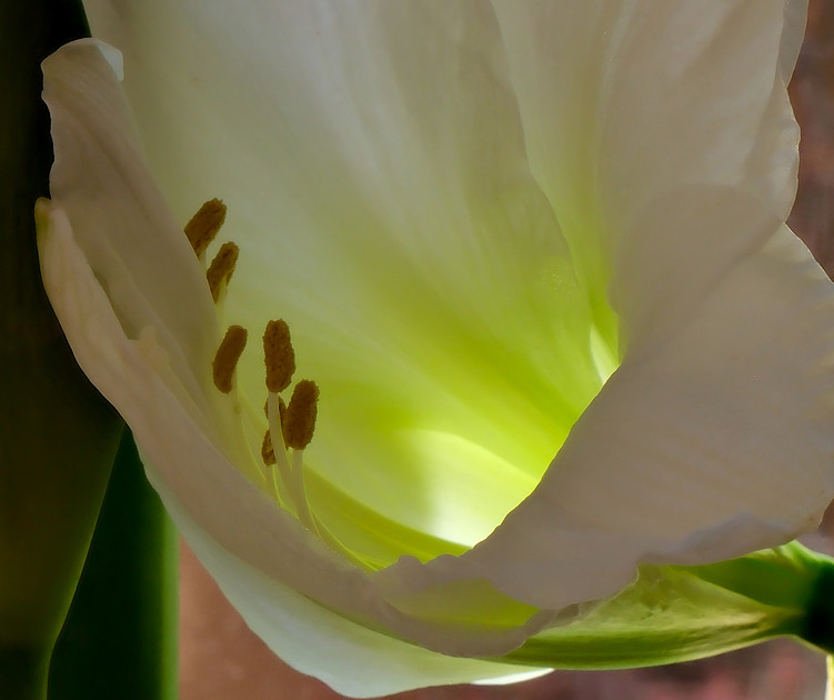 Flowers - Amaryllis (white) 1  2025