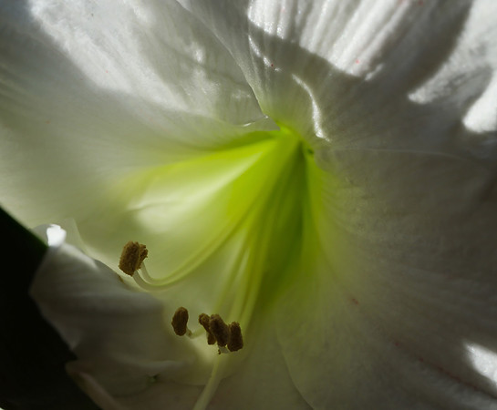 Flowers - Amaryllis (white) 6 2025