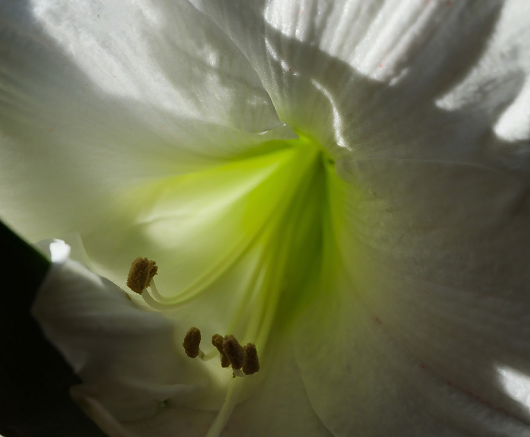 Flowers - Amaryllis (white) 6 2025