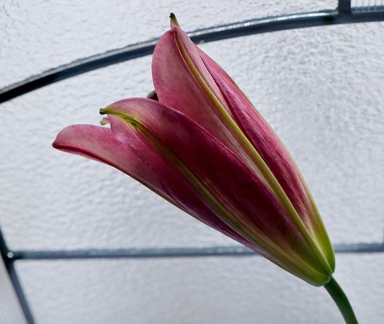 Lily burgundy 2 2026