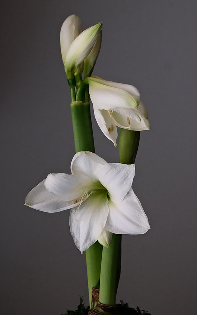 Amaryllis 2026