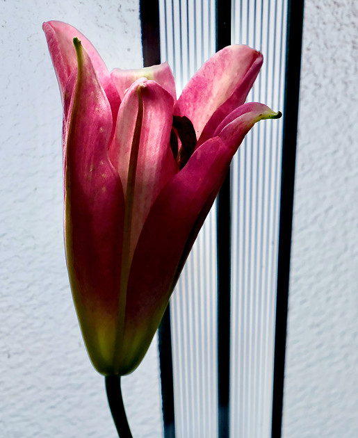 Lily burgundy 1 2026