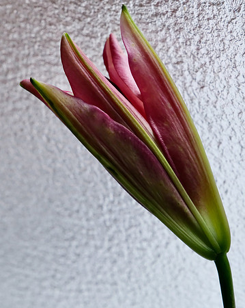 Lily burgundy 3 2026