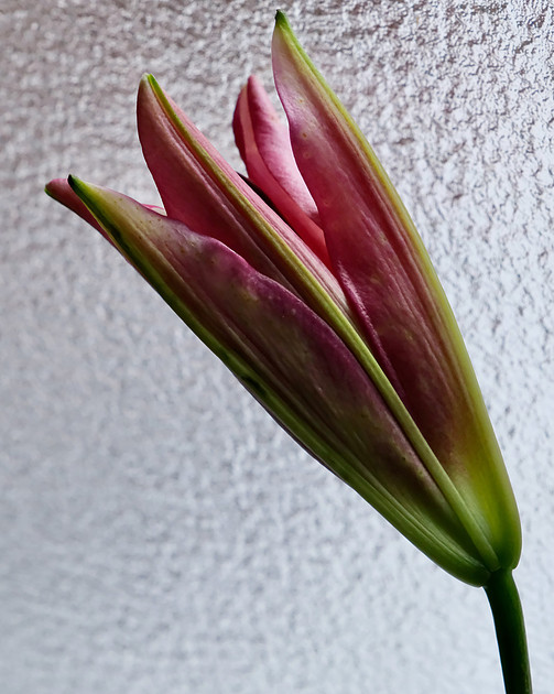 Lily burgundy 3 2026