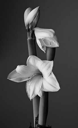 Amaryllis B&W 2026