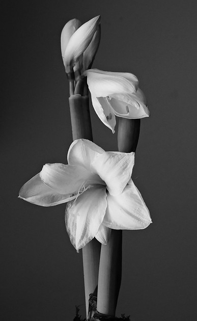 Amaryllis B&W 2026