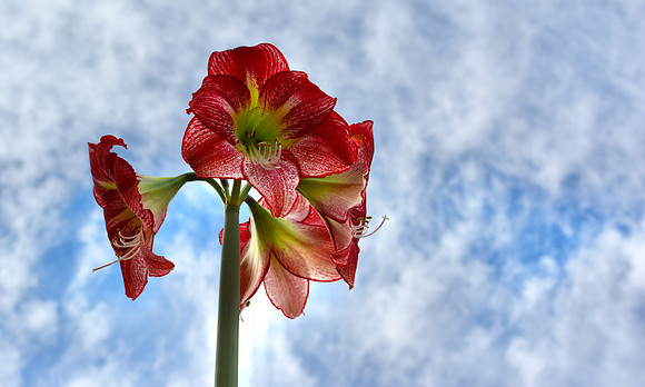 Flowers - amaryllis 25 2022.jpg