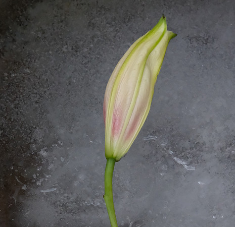 flowers - lily on ice 3 2026