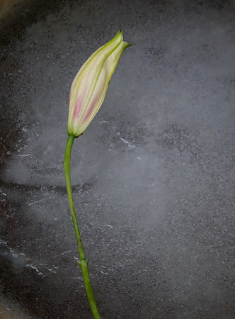 flowers - lily on ice 2 2026